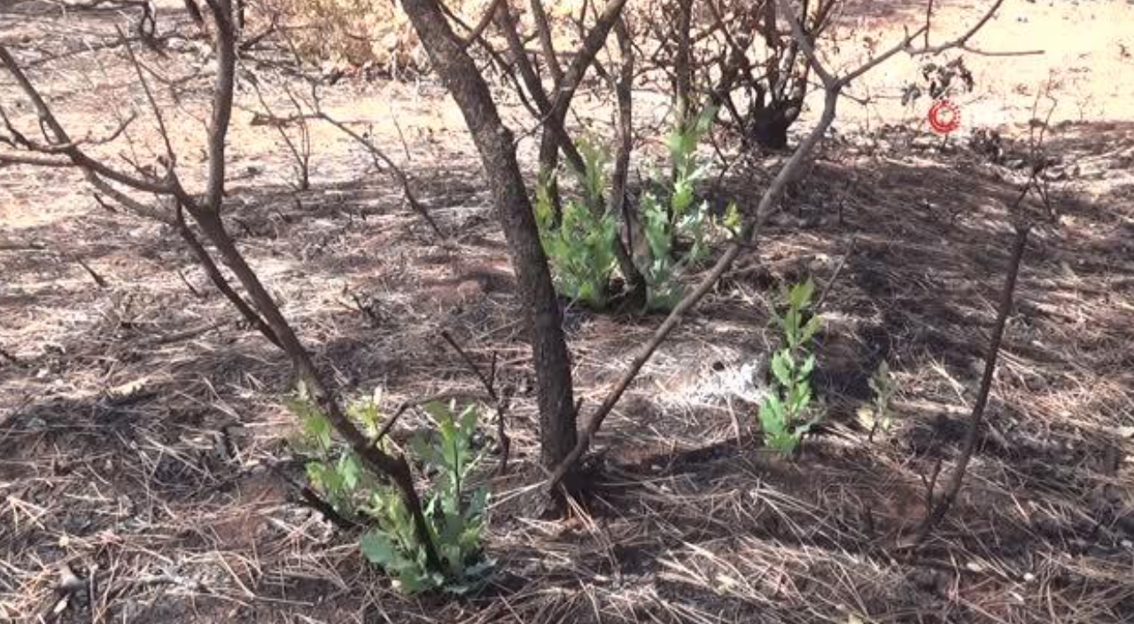Orman yangınında yanan ağaçların kökleri filizlenmeye başladı